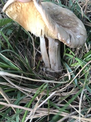 Calocybe gambosa