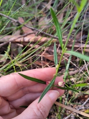 Cyanothamnus polygalifolius