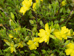Hibbertia australis