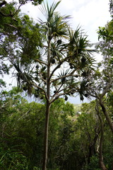 Pandanus utilis