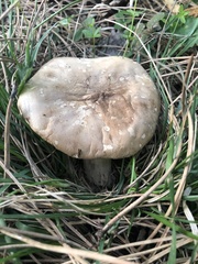 Calocybe gambosa
