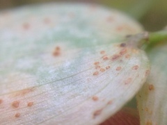 Puccinia myrsiphylli