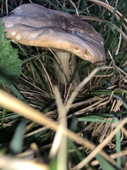 Calocybe gambosa