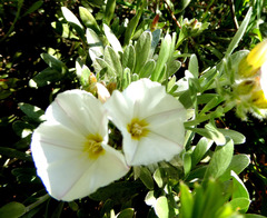 Convolvulus cneorum