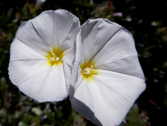 Convolvulus cneorum
