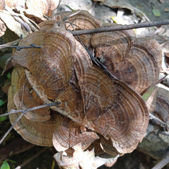 Funalia