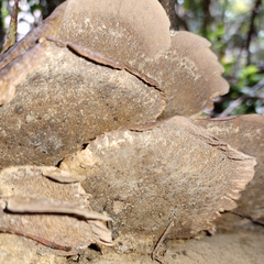 Funalia