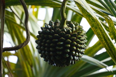 Pandanus utilis