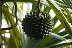 Pandanus utilis