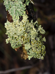 Cladonia pyxidata