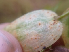 Puccinia myrsiphylli