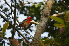Foudia madagascariensis