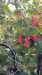 Fuchsia magellanica