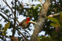 Foudia madagascariensis