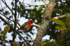 Foudia madagascariensis