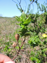 Ludwigia multinervia