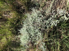 Plecostachys serpyllifolia