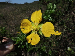 Ludwigia multinervia