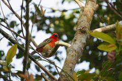 Foudia madagascariensis