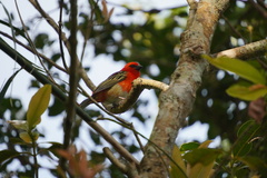 Foudia madagascariensis