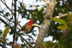 Foudia madagascariensis