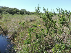 Ludwigia multinervia