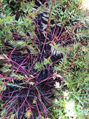 Laurembergia repens