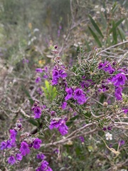 Prostanthera hirtula