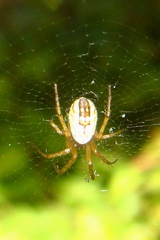 Mangora acalypha