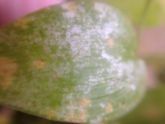 Puccinia myrsiphylli