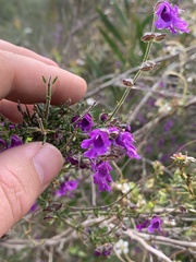 Prostanthera hirtula