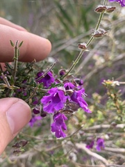 Prostanthera hirtula