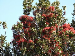 Metrosideros carminea