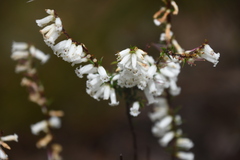 Epacris impressa