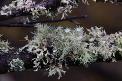 Usnea scabrida