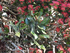 Metrosideros carminea