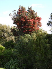 Metrosideros carminea