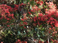 Metrosideros carminea