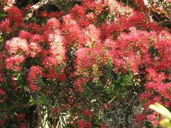 Metrosideros carminea