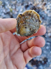 Ostrea edulis