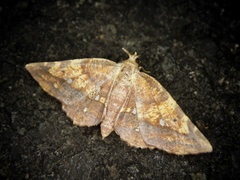 Garaeus specularis