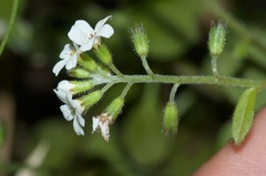Myosotis forsteri