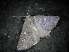 Hypersypnoides submarginata