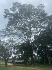 Piptadeniastrum africanum