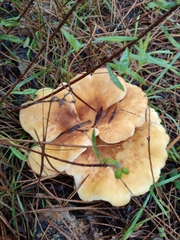Tapinella panuoides