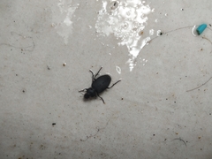 Licinus
