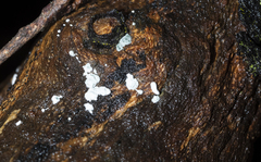 Trichoderma