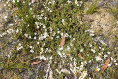 Leptospermum scoparium