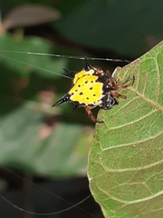 Macracantha hasselti