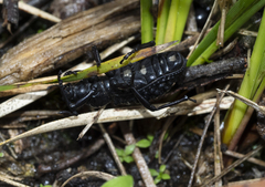 Talaurinus laevicollis